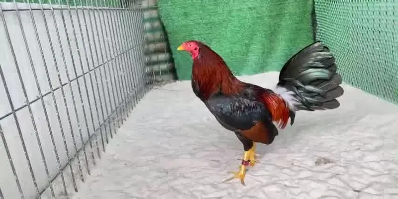 Dòng gà nào ham chiến? Gà Sweater