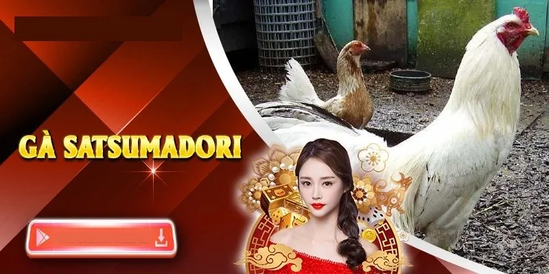 Đặc điểm nổi bật của gà chiến Satsumadori