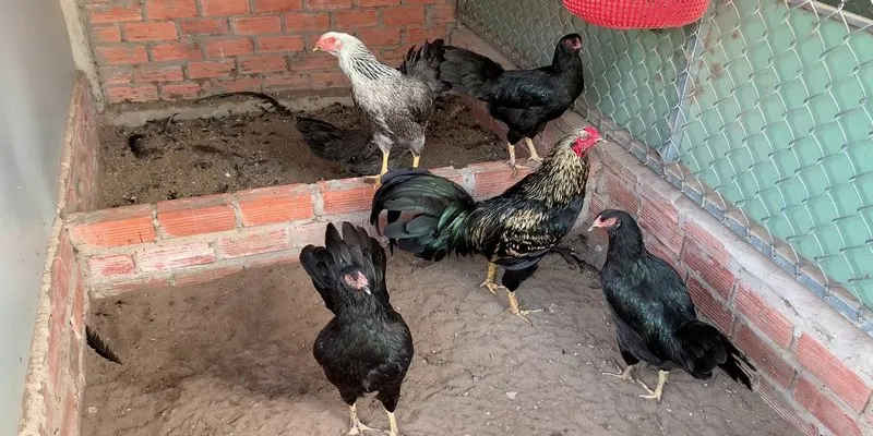 Bí quyết chăm sóc gà chiến Satsumadori cực chuẩn