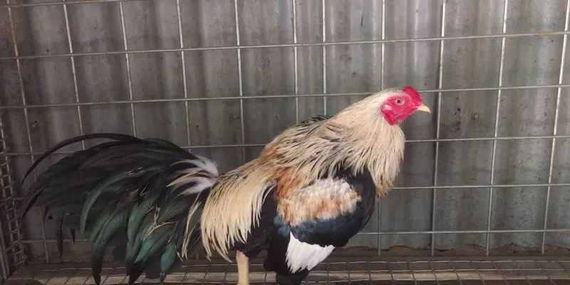 Gà Chiến Satsumadori - Thần Kê Cừ Khôi Đến Từ Nhật Bản