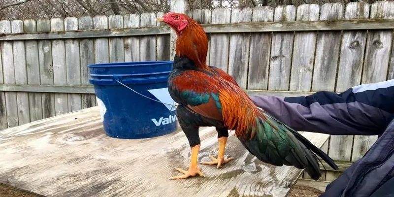 Nguồn gốc của gà chiến Satsumadori