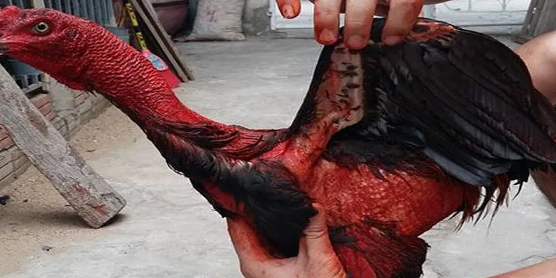 Giới Thiệu Top Trại Gà Chiến Nổi Tiếng Tại Việt Nam Cho Tân Thủ