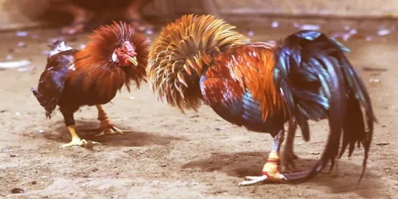 Sư kê nổi danh đứng sau trận đá gà 24 tỷ là ai?