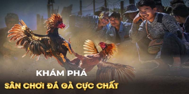 Đánh Giá Những Ưu Điểm Của Kèo C4 Đá Gà Tại FB88