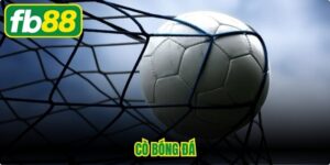 Cò Bóng Đá